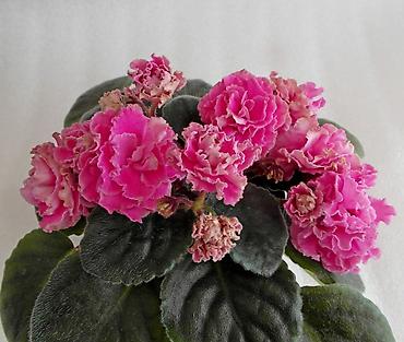 Π€ΠΈΠ°Π»ΠΊΠΈ ΠΈ Π³Π»ΠΎΠΊΡΠΈΠ½ΠΈΠΈ: π±πΊπ± ΠΡΠΎΠ΄Π°Ρ ΡΠΎΡΡΠΎΠ²ΡΠ΅ ΠΠΠ’ΠΠ ΡΡΠ°Π½Π΄Π°ΡΡΠ½ΡΡ
, ΡΡΠ΅ΠΉΠ»Π΅ΡΠ½ΡΡ
ΠΌΠΈΠ½ΠΈ ΠΈ ΠΏΠΎΠ»ΡΠΌΠΈΠ½ΠΈ at lalafo.kg β 35 Π€ΠΈΠ°Π»ΠΊΠΈ ΠΈ Π³Π»ΠΎΠΊΡΠΈΠ½ΠΈΠΈ: π±πΊπ± ΠΡΠΎΠ΄Π°Ρ ΡΠΎΡΡΠΎΠ²ΡΠ΅ ΠΠΠ’ΠΠ ΡΡΠ°Π½Π΄Π°ΡΡΠ½ΡΡ
, ΡΡΠ΅ΠΉΠ»Π΅ΡΠ½ΡΡ
ΠΌΠΈΠ½ΠΈ ΠΈ ΠΏΠΎΠ»ΡΠΌΠΈΠ½ΠΈ β 35