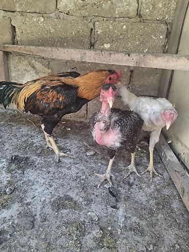 toyug hini: Xoruz, Heyratı, il: 1, Ödənişli çatdırılma — 2