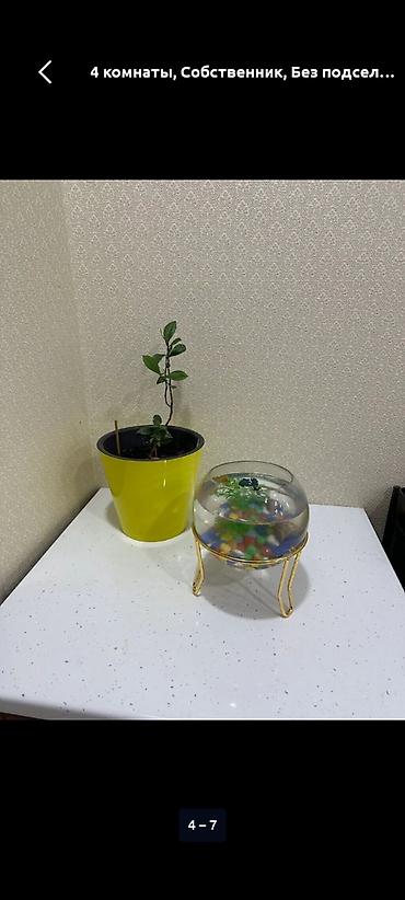 Долгосрочная аренда квартир: 4 комнаты, Собственник, Без подселения, С мебелью полностью — 4