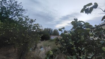 türkanda torpaq: 6 соток, Для бизнеса, Возможен обмен, Купчая