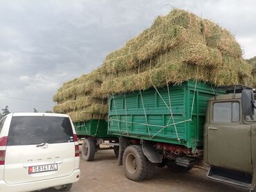 аквариум заводской: Беде эспарсет кара беде аралаш срочно Сатылат свежий кос Токмокто