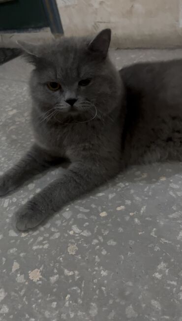 it etibarli ellere verilir: Şotland, Erkək, Yaxşı əllərə