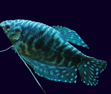 glofish: Mermer qurami 1.50azn Akvarium baliglarinin satiwi 🦈 Danio baligi