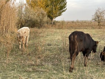 скот коровы: Продаю | Бык (самец) | Аулиекольская, Герефорд, Симментальская | На откорм | Племенные, Привязанные