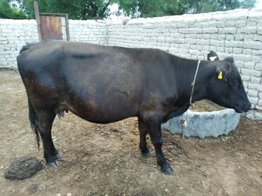 Коровы, быки: Продаю | Корова (самка) | Абердин-ангус