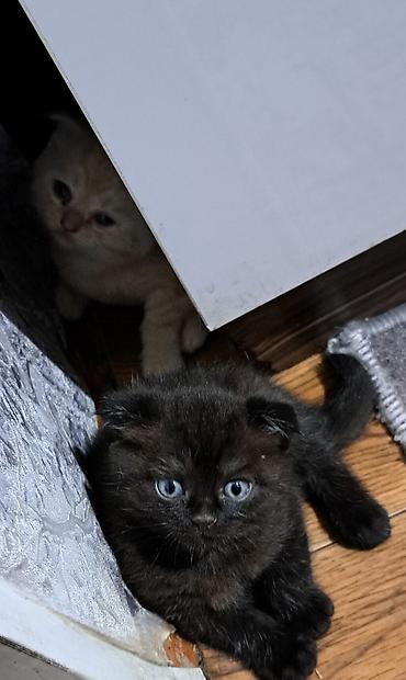 Осталось 2 шотладских вислоухих котёнка(скоттиш фолд).Окрас бело- at lalafo.kg — 2 Осталось 2 шотладских вислоухих котёнка(скоттиш фолд).Окрас бело- — 2