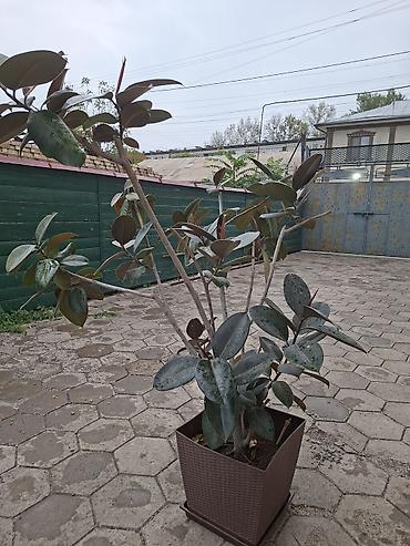 Продаю чёрного принца, в качественном горшке. Фикус эластика