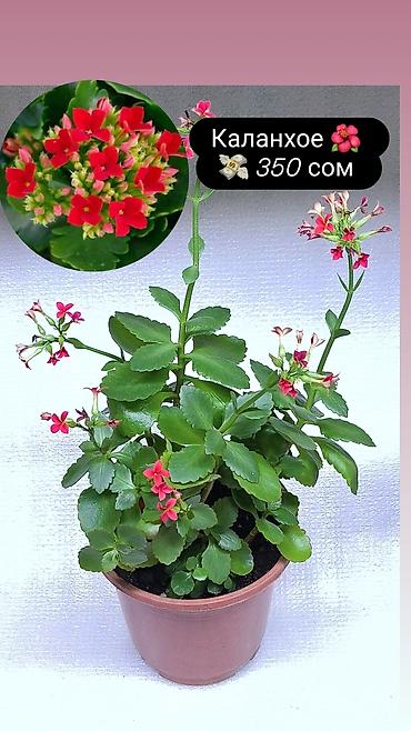 Хлорофитумы: Продаю комнатные растения, цветы . Пассифлора кализия розовая пантера — 1