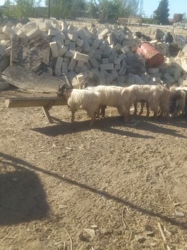 Keçi, çəpiş: Qoyun-keçi təsərrüfatı üçün erkək və dişi keçilər - Cins: yerli — 4