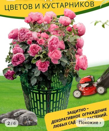 цветы оптом для бизнеса бишкек: Декор для дома и сада, Платная доставка, Самовывоз