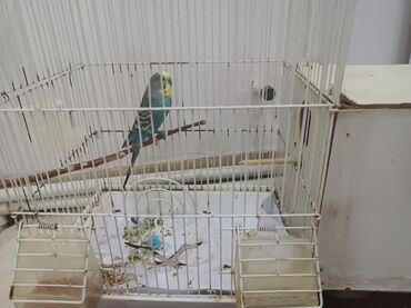 Akvarium aksessuar və ləvazimatları: Papuqay satılır dişisi qaçib erkək tək qalıb ona görə satiram heç bir