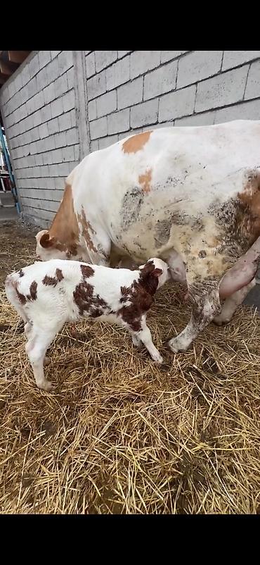 Inəklər, öküzlər: Satılır: inək buzovu ilə birlikdə - Cins tipi: Simental tipli — 7