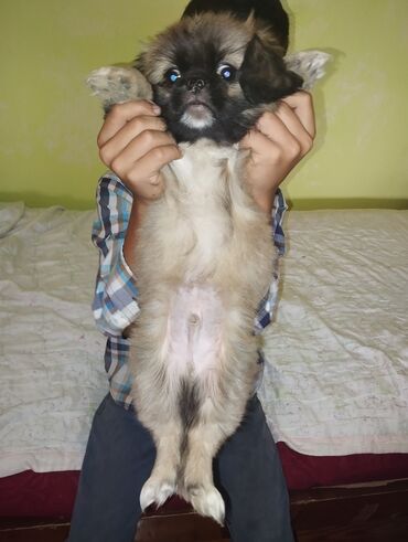 barter itler: Pekines, 2 ay, Erkek, Ünvandan götürmə