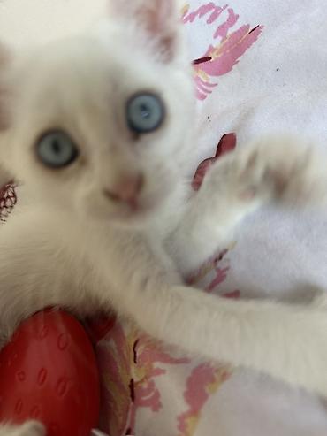 котенок белый купить: Мейкун 1 месяцев девочка с голубыми глазами белоснежная цена — 2
