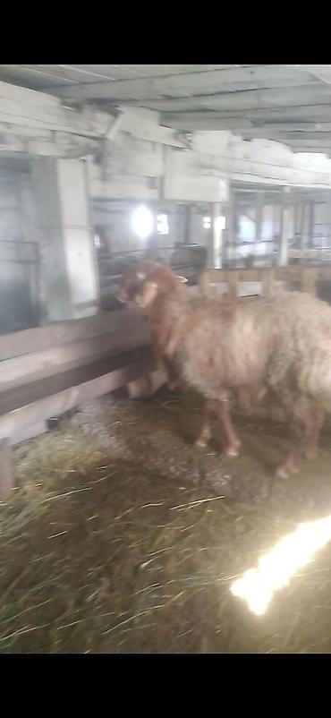 Баран, овца: Продаю | Баран (самец) | Полукровка | На забой | Матка — 8