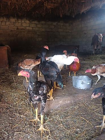 beçə: Salam 20.dene heyrati becesi var 10.dene 3 ayligdi 7 dene 6 aylig 4 — 2