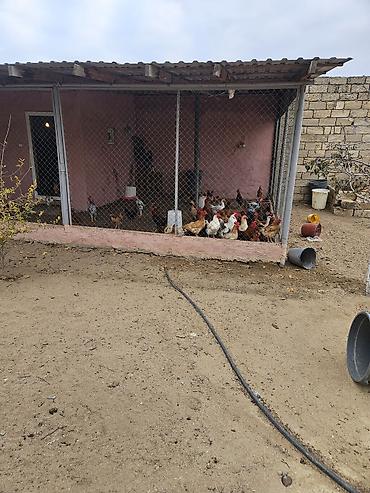 Həyət evləri və villaların satışı: 4 otaqlı, 85 kv. m — 8