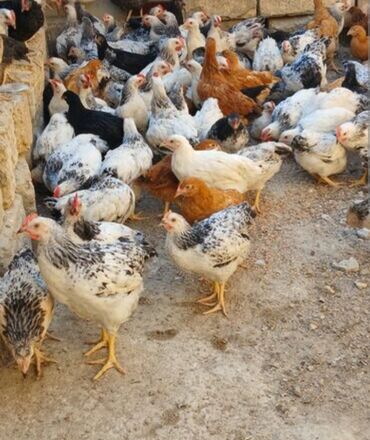 toyuq fere: Куриные цыплята, Для мяса, Самовывоз