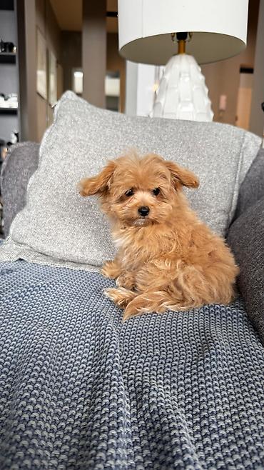 İtlər: 3 ay, Dişi, Peyvəndli, Ünvandan götürmə — 15