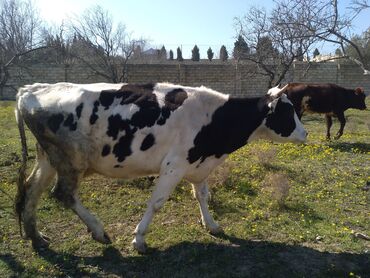 Inəklər, öküzlər: Dişi, il: 3, 300 kq, Südlük, Ünvandan götürmə