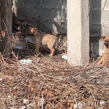 Отдам даром собаку: Собака даром: Дворняжка, 5 месяцев, Самка