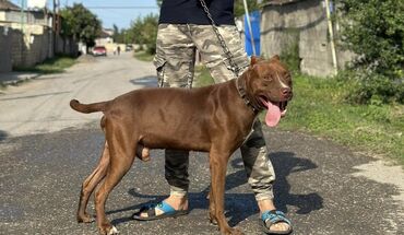 pitbull satışı: Pitbul, 3 il, Erkek, Peyvəndli, Ünvandan götürmə