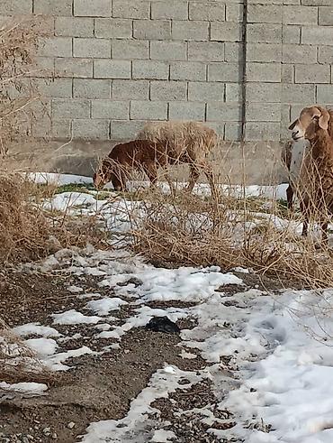 Баран, овца: Продаю | Овца (самка) | Для разведения — 16