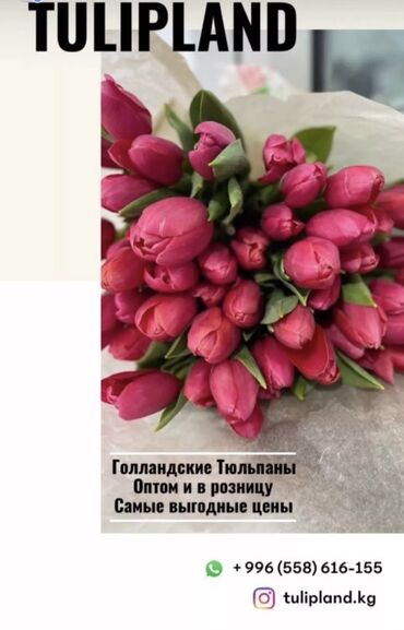 цветы тюльпаны: Продаю голландские тюльпаны оптом и в розницу