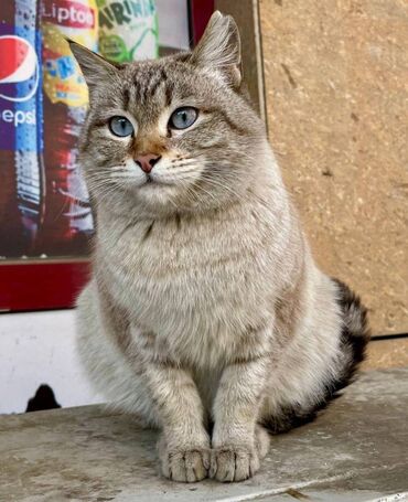 Животные: Отдам взрослую кошку (девочка). Только в Бишкеке. Номер