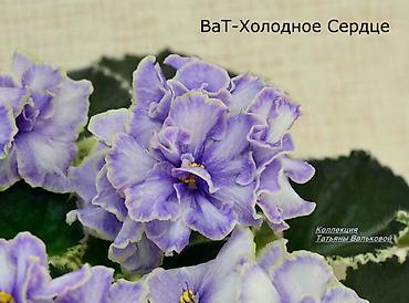 Фиалки и глоксинии: 🌱🌺🌱 Продаю сортовые ДЕТКИ стандартных, трейлерныхмини и полумини — 26