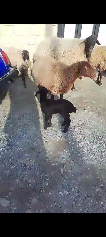 qurban bayrami qoyun sekilleri: Самка, Qala, лет: 4, 60 кг, Для разведения, Платная доставка