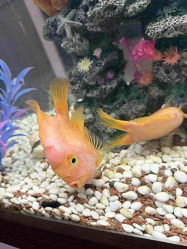 Балыктар: Большие именно красные Рыбы попугай (Parrot cichlid), ярко‑оранжевые — 1