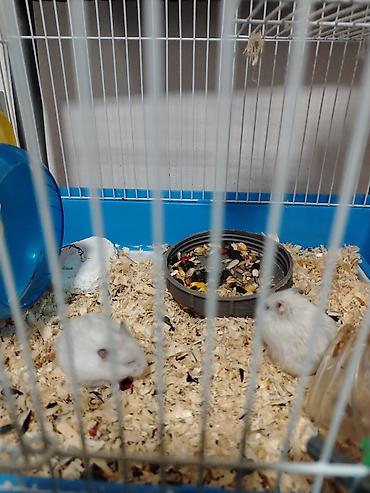 heyvan bazari 2020: Hamster. 4 eded ağ renk qefesle birlikde satlir qewenkdiler — 5