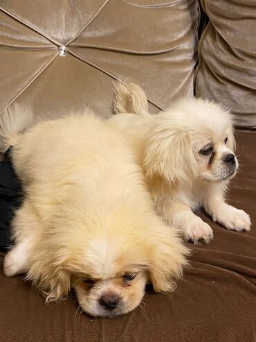 pekines cutlesdirmek: Pekines, 3 ay, Erkek, Ünvandan götürmə