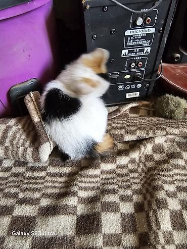 Мышыктар: Котята от домашней кошки - Помёт из трёх котят: два рыже-белых и один — 4