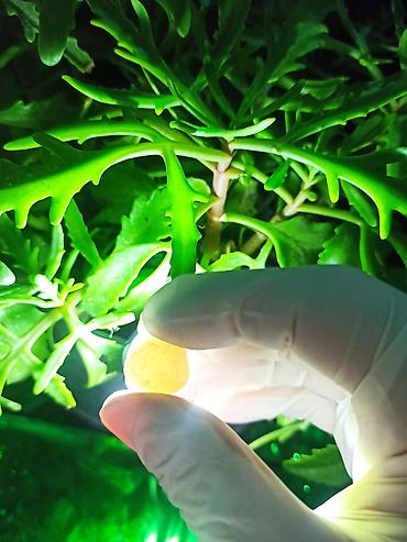 Digər kolleksiyalar: İşıq keçirən Təbii Mineral Daşlar 💎Qiymətlə bağlı maraqlananlar zəhmət — 10