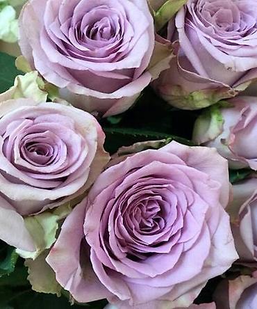 Роза: Саженцы Самовывоз, Платная доставка — 4