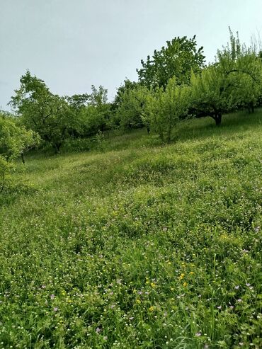Torpaq sahələrinin satışı: 24 sot, Biznes üçün, Mülkiyyətçi, Kupça (Çıxarış) — 7