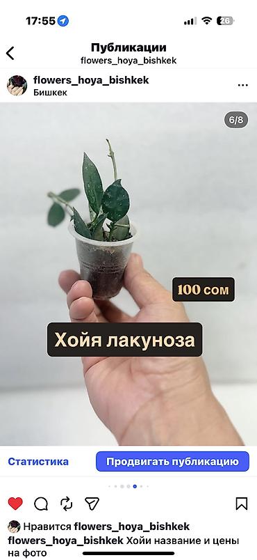 Хойи: Хойя Сильвер доллар от 200 сом Хойя Сильвер доллар клон 2 -взрослое — 41