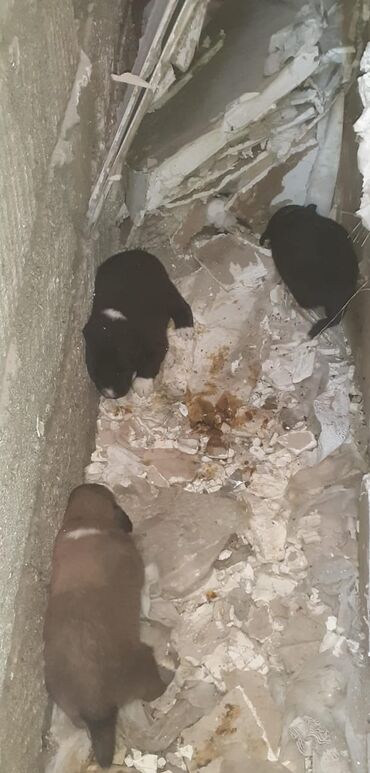 İtlər: Zvonok, 1 ay, Erkek, Ünvandan götürmə