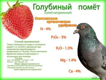 одом даром: Отдадим голубий помет бесплатно. Кто хочет забирайте, крышу надо at lalafo.kg одом даром: Отдадим голубий помет бесплатно. Кто хочет забирайте, крышу надо