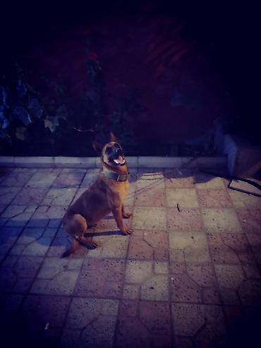 nemka afcarka: Beliçka Afçarkasi Malinois. Çoxx Ayg Sayıg.Super MühavizəGöz — 2