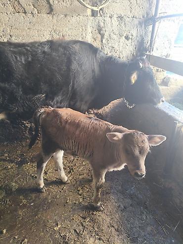 Коровы, быки: Продаю | Тёлка | Для разведения — 5