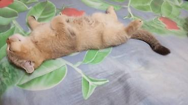 корниш рекс: Пропала Шотландская вислоухая кошка (Scottish Fold) - Окрас: теплый — 5