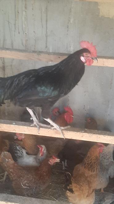 etlik cuceler: Toyuq, Damazlıq — 2