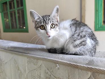 Мышыктар: Отдам котят в добрые руки! 2 кошечки и 2 котика Дворовая кошка — 4