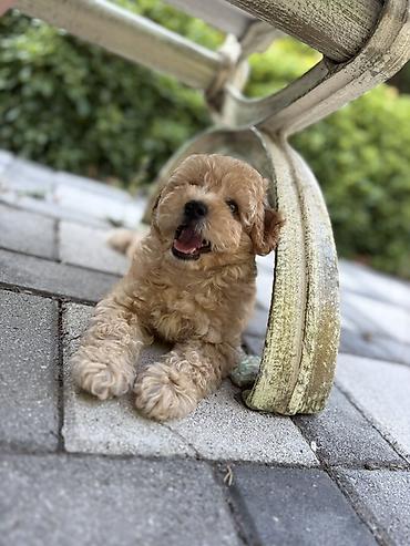 İplər, saplar: SATILIR: Toy Poodle bala – Gəncə Xüsusiyyətlər: - Cins: Toy Poodle — 6