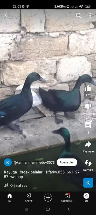 Xoruzlar: Tek 100 ayam zemani cut 200m .qap — 19