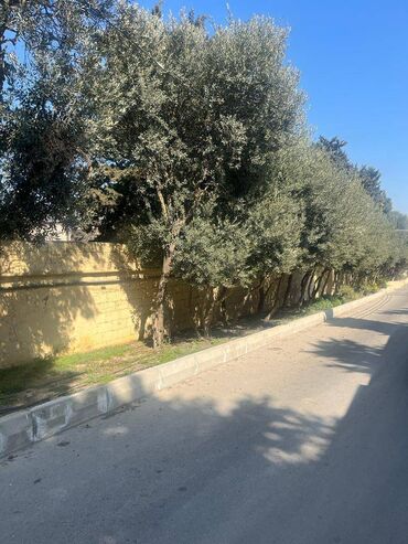 Torpaq sahələrinin satışı: 10 sot, Tikinti, Makler, Kupça (Çıxarış) — 13