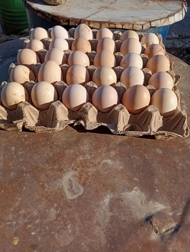 джерсийский гигант бишкек: Продаю яйца кур породы джерсийского гиганта. черной окраски. а также